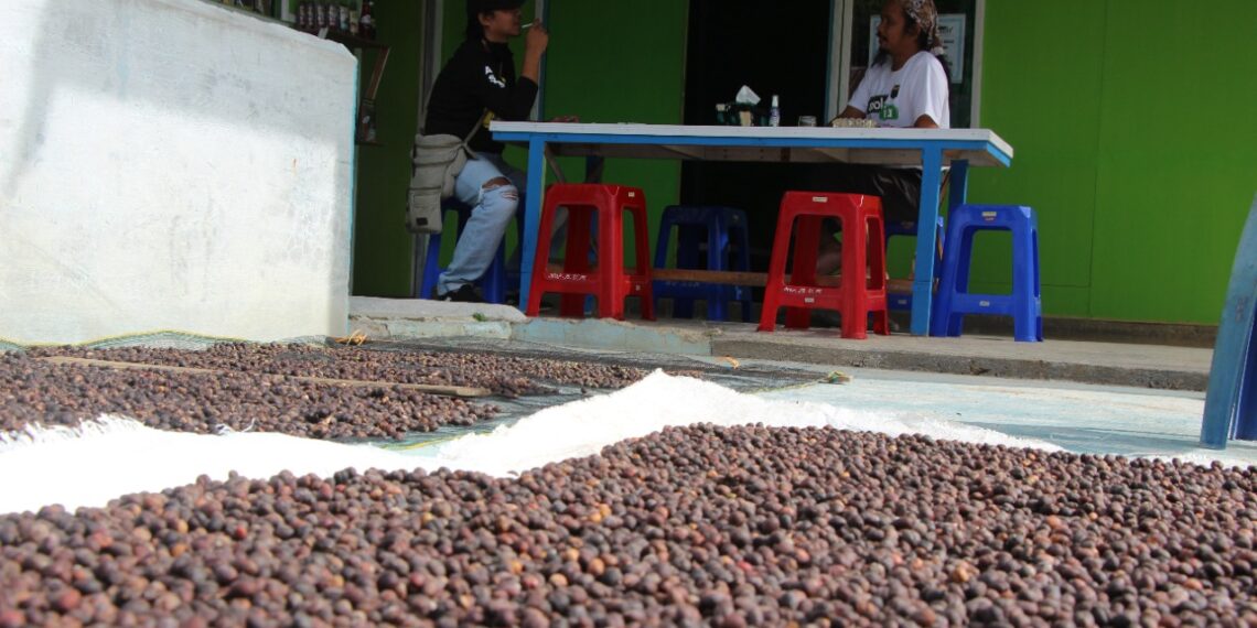 Mengenal Liberica, Kopi “Masa depan” Tabalong
