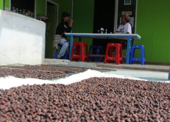 Mengenal Liberica, Kopi “Masa depan” Tabalong