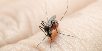 Waspada Penyakit Gigitan Nyamuk Saat Musim Hujan