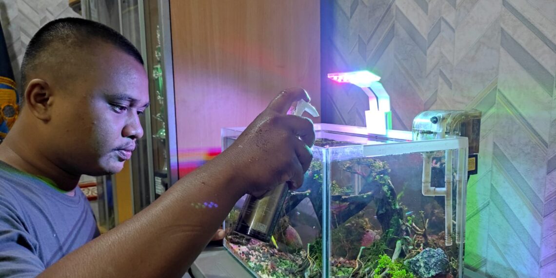 Menilik Jasa Pembuatan Aquascape di Tabalong, Dari Hobi Bisa Jadi Cuan