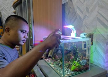 Menilik Jasa Pembuatan Aquascape di Tabalong, Dari Hobi Bisa Jadi Cuan