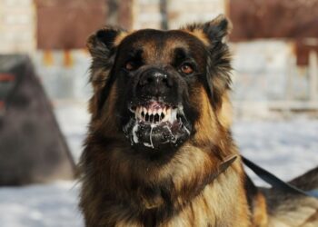 Waspadai Ciri-ciri Hewan Rabies