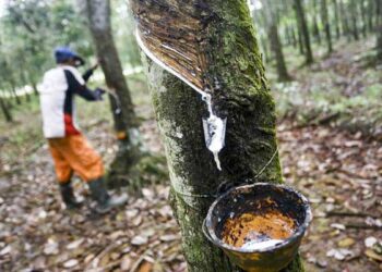 Harga dan Penyakit Gugur Daun Pukul Petani Karet Tabalong, Ekonomi Semakin Sulit