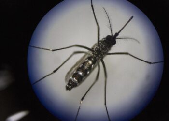 Kasus DBD Paling Rendah, Nyamuk Wolbachia Tidak Disebar di Tabalong