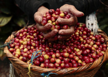 10 Daerah Penghasil Kopi Terbesar di Indonesia