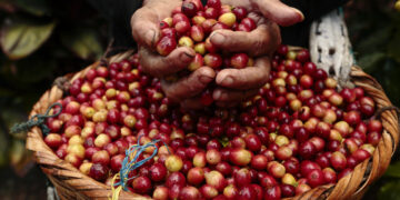 10 Daerah Penghasil Kopi Terbesar di Indonesia