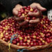 10 Daerah Penghasil Kopi Terbesar di Indonesia