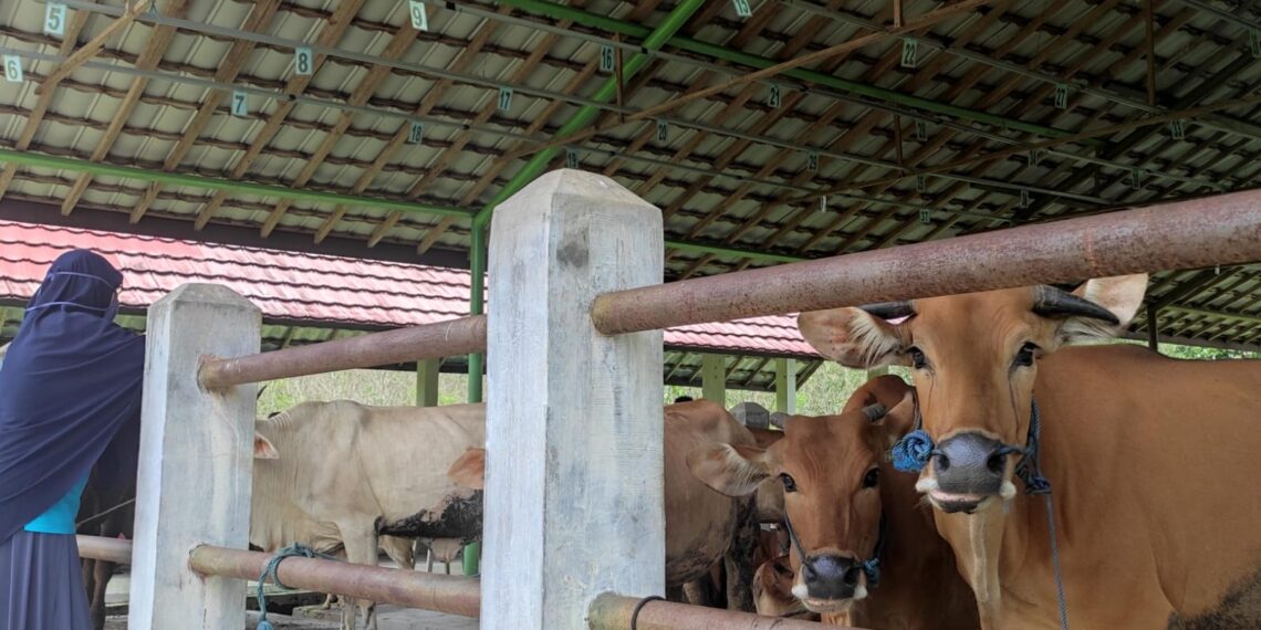 Minim Sapi dan Kambing, Disbunnak Tabalong Datangkan dari Luar Pulau