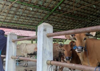 Minim Sapi dan Kambing, Disbunnak Tabalong Datangkan dari Luar Pulau