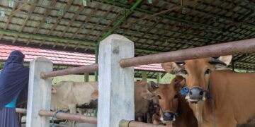 Minim Sapi dan Kambing, Disbunnak Tabalong Datangkan dari Luar Pulau