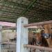 Minim Sapi dan Kambing, Disbunnak Tabalong Datangkan dari Luar Pulau
