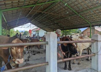 Si Komandan dan Siska Ku Intip Upaya Tabalong Dongkrak Populasi Ternak Sapi