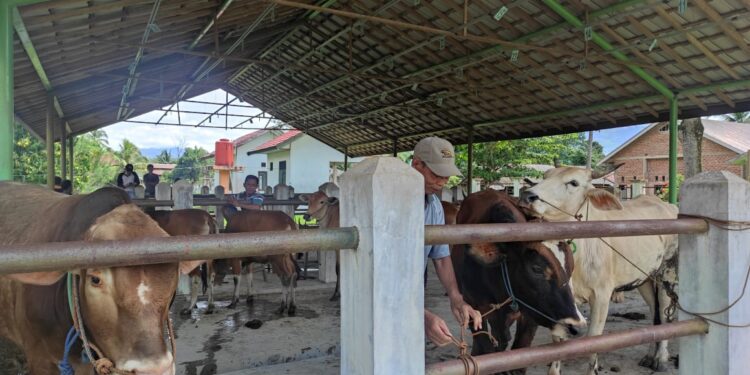 Si Komandan dan Siska Ku Intip Upaya Tabalong Dongkrak Populasi Ternak Sapi