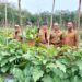 Tabalong Miliki 10 Desa Andalan Agrowisata dan Hortikultura