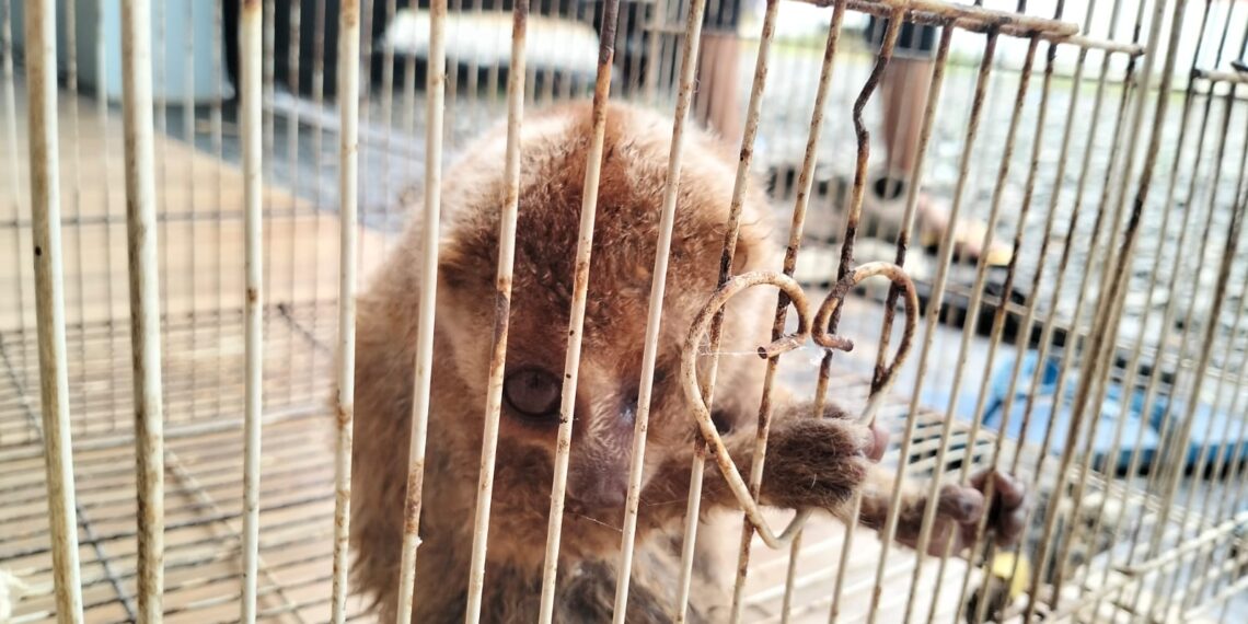 Masuk Ke Pemukiman Warga, Seekor Kukang Dievakuasi KPH Tabalong