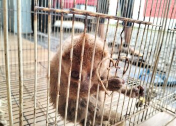 Masuk Ke Pemukiman Warga, Seekor Kukang Dievakuasi KPH Tabalong