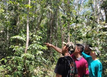 KPH Tabalong Pantau Orang Utan di Habau