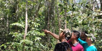 KPH Tabalong Pantau Orang Utan di Habau