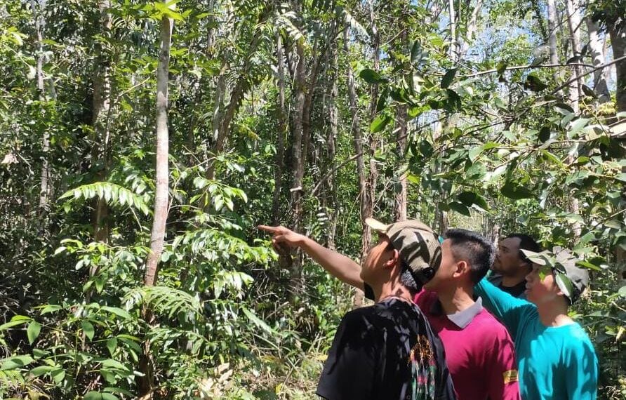 KPH Tabalong Pantau Orang Utan di Habau