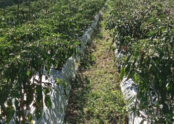 Ini 5 Jenis Sayuran Hortikultura Andalan Tabalong
