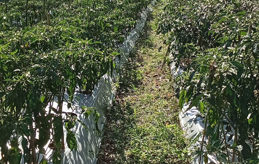 Ini 5 Jenis Sayuran Hortikultura Andalan Tabalong