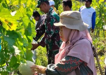 Melon dari Habau Hulu Tabalong Diminati Warga Kalteng dan Kaltim