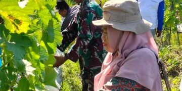 Melon dari Habau Hulu Tabalong Diminati Warga Kalteng dan Kaltim