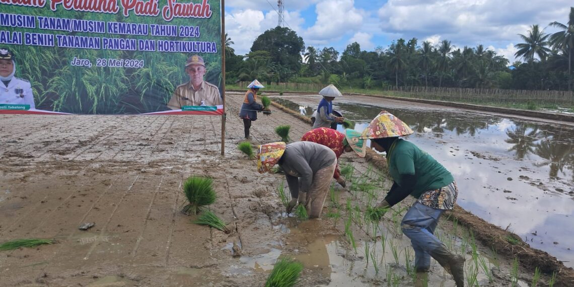DKPPTPH Tabalong Tanam Padi Unggul “Mekongga” dari Kementan