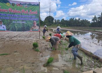 DKPPTPH Tabalong Tanam Padi Unggul “Mekongga” dari Kementan