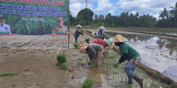 DKPPTPH Tabalong Tanam Padi Unggul “Mekongga” dari Kementan