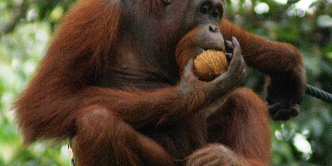 Warga Habau Tak Ingin Orang Utan di Relokasi dari Desanya