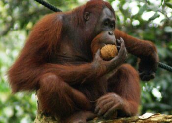 Warga Habau Tak Ingin Orang Utan di Relokasi dari Desanya