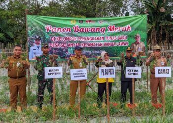 Banua Lawas Panen Bawang Merah Varietas Bima Brebes