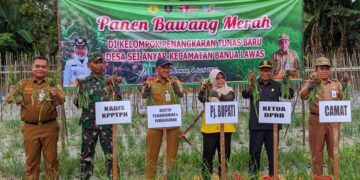 Banua Lawas Panen Bawang Merah Varietas Bima Brebes