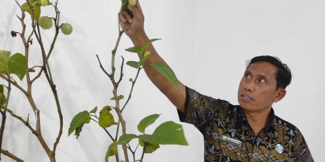 Ramai Fenomena “Kecubung”, BNNK Tabalong Imbau Warga
