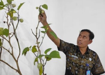 Ramai Fenomena “Kecubung”, BNNK Tabalong Imbau Warga