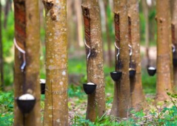 Tidak Ada Pupuk Bersubsidi untuk Petani Kebun di Tabalong