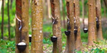 Tidak Ada Pupuk Bersubsidi untuk Petani Kebun di Tabalong