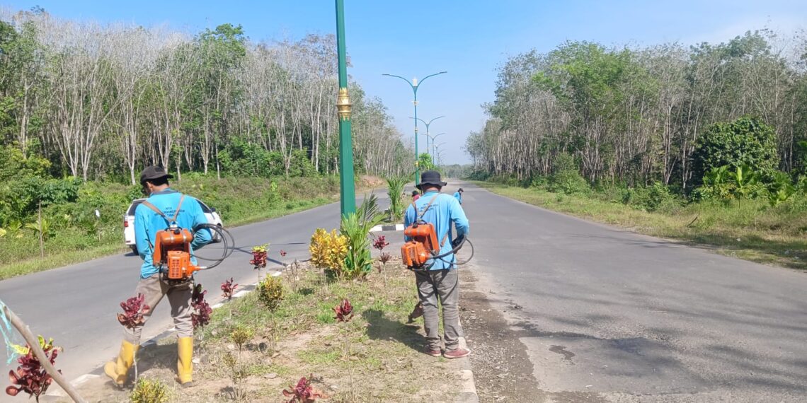 Memprihatinkan, Puluhan Pohon Hias di Jalan Nan Sarunai Hilang Dicuri