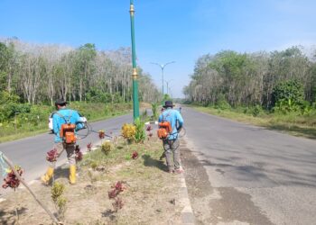Memprihatinkan, Puluhan Pohon Hias di Jalan Nan Sarunai Hilang Dicuri