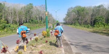 Memprihatinkan, Puluhan Pohon Hias di Jalan Nan Sarunai Hilang Dicuri