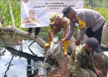 40.000 Bibit Ikan Betok Ditebar di Danau Undan