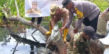 40.000 Bibit Ikan Betok Ditebar di Danau Undan