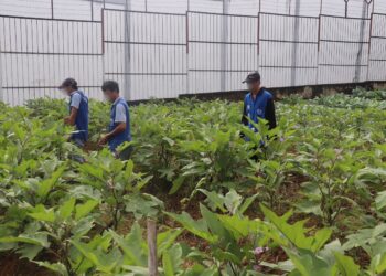 Warga Binaan Lapas Tanjung Panen Terong