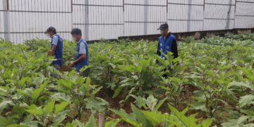 Warga Binaan Lapas Tanjung Panen Terong