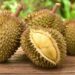 Makan Buah Durian Ternyata Tidak Boleh Bersama dengan 5 Minuman Ini