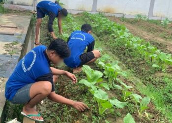 Menengok Potensi Seledri dan Sawi Hidroponik Budidaya Warga Binaan Lapas Tanjung