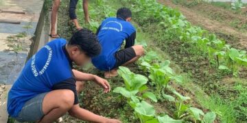 Menengok Potensi Seledri dan Sawi Hidroponik Budidaya Warga Binaan Lapas Tanjung