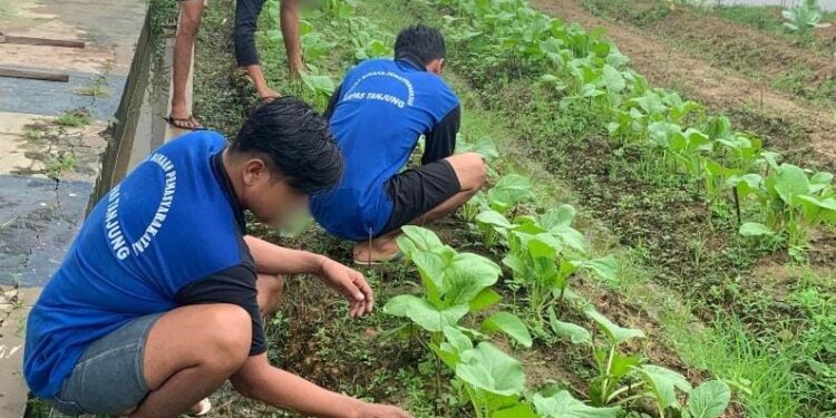 Menengok Potensi Seledri dan Sawi Hidroponik Budidaya Warga Binaan Lapas Tanjung