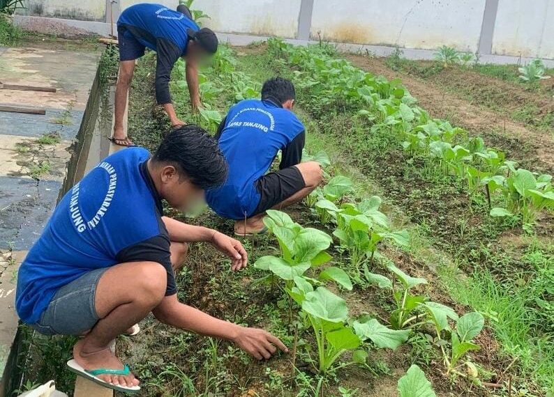 Menengok Potensi Seledri dan Sawi Hidroponik Budidaya Warga Binaan Lapas Tanjung